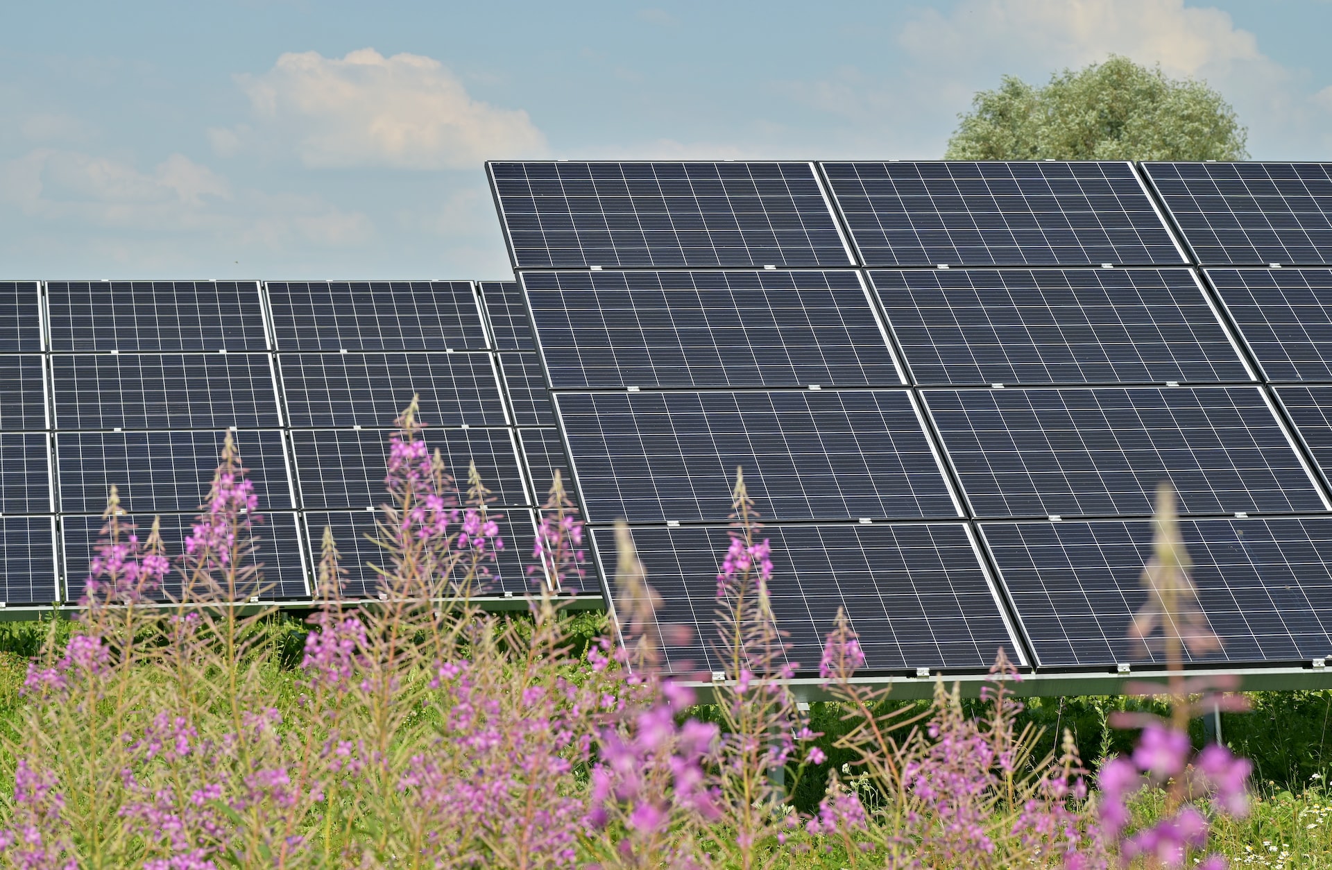 Black solar panels generating renewable energy on a flower field.